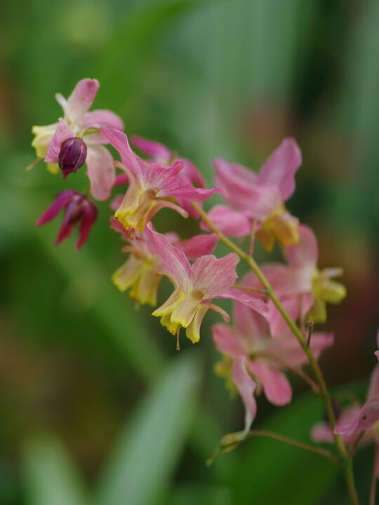 Epimedium x versicolor Discolor- epimēdija